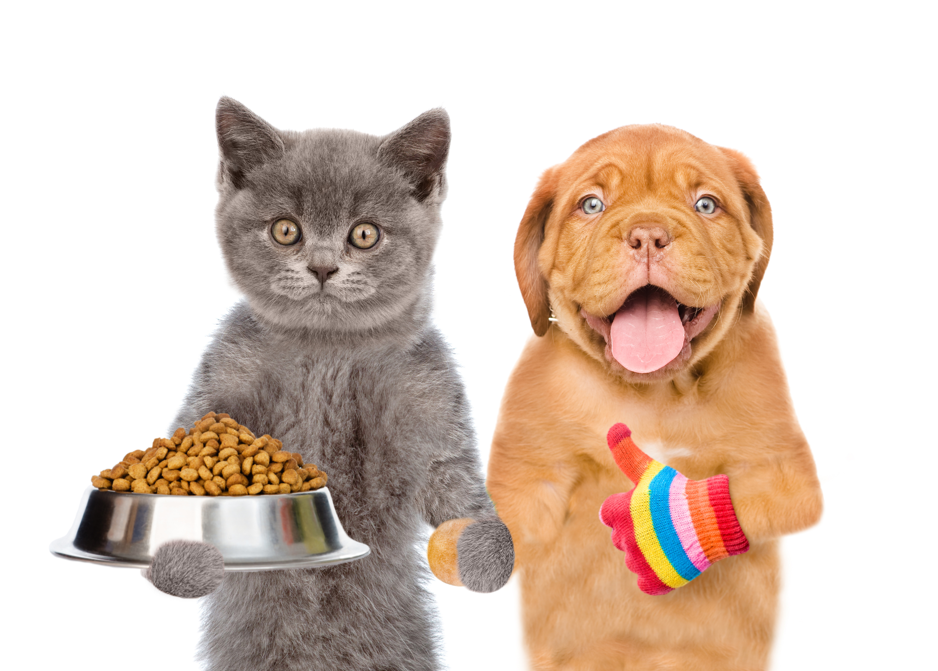 Pet Food Slurry Processing Article